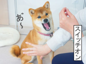 柴犬コマリ　タッチトレーニング