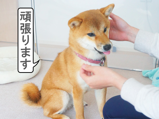 柴犬コマリ　タッチトレーニング