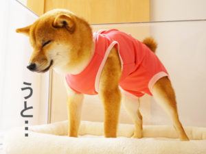 柴犬コマリ　避妊手術　術後服