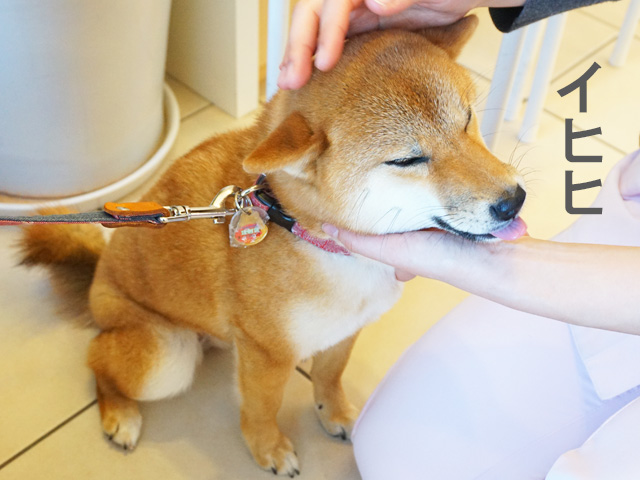 柴犬コマリ　避妊手術　動物病院