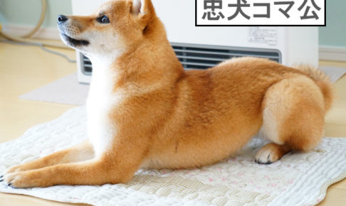 柴犬コマリ　忠犬