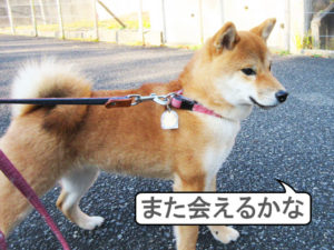 柴犬コマリ　猫