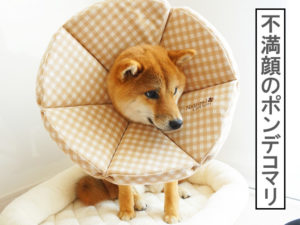 柴犬コマリ　避妊手術　エリザベスカラー