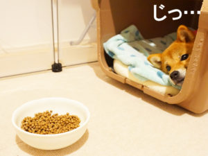 柴犬コマリ　術後服　避妊手術