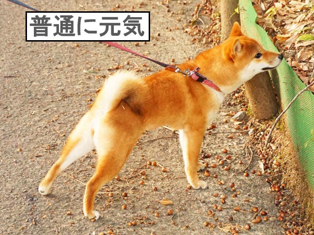 柴犬コマリ　避妊手術　散歩