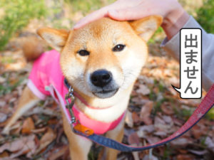 柴犬コマリ　避妊手術　トイレ