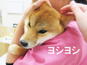 柴犬コマリ　動物病院