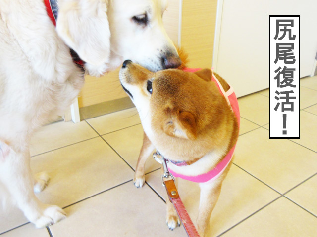 柴犬コマリ　避妊手術　動物病院