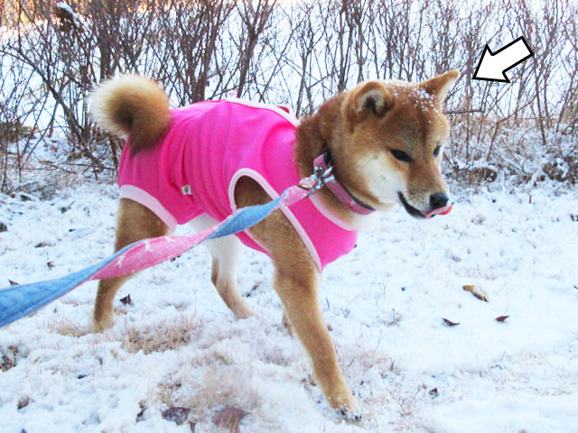 柴犬コマリ　雪遊び