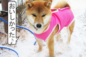 柴犬コマリ　初めての雪