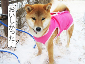 柴犬コマリ　初めての雪