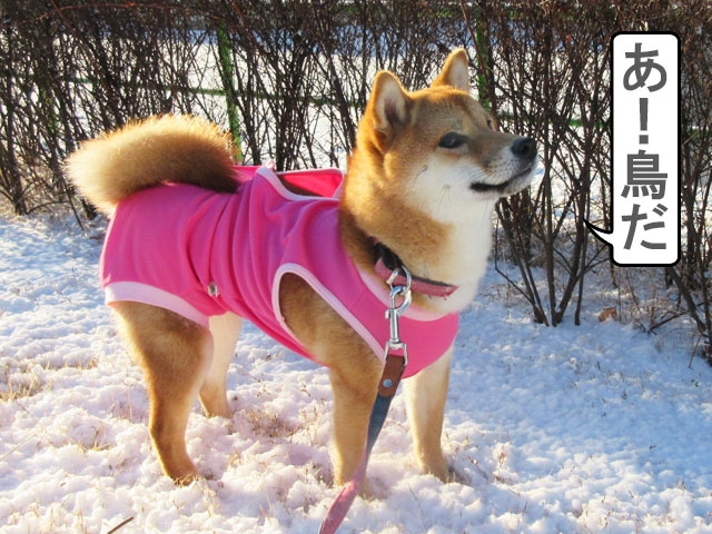 柴犬コマリ　初めての雪