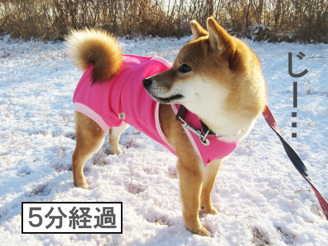 柴犬コマリ　初雪