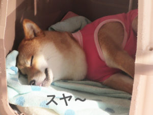 柴犬コマリ　避妊手術