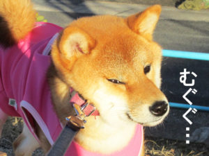 柴犬コマリ　イヤイヤさん