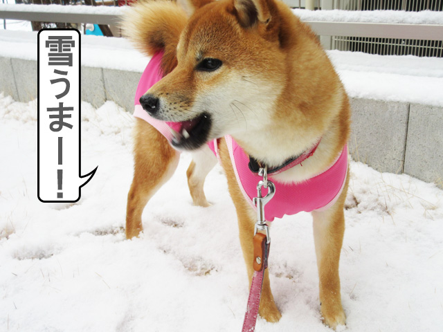 柴犬コマリ　雪