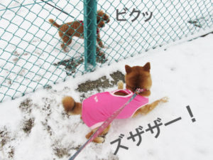 柴犬コマリ　スライディング
