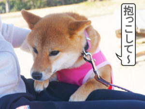 柴犬コマリ　抱っこ