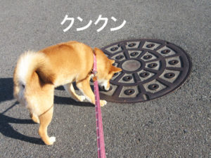 柴犬コマリ　マンホール