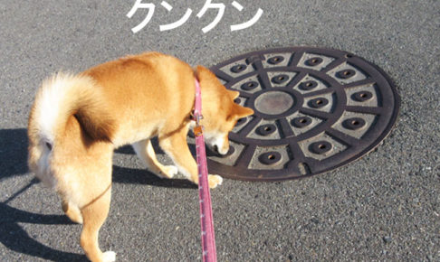 柴犬コマリ　マンホール