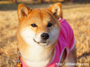避妊手術が成功した柴犬コマリ