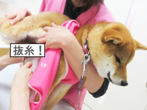 柴犬コマリ　抜糸　避妊手術