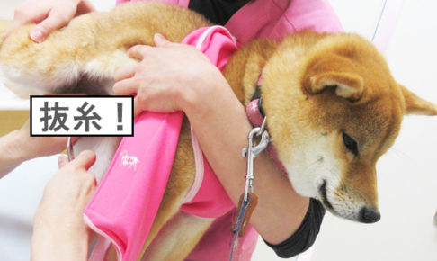 柴犬コマリ　抜糸　避妊手術