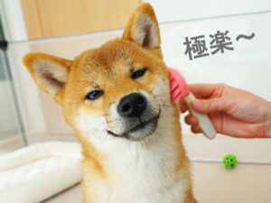 柴犬コマリ　ブラッシング