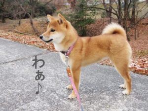 柴犬コマリ　鳥