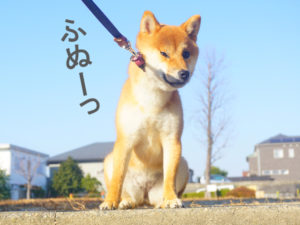 柴犬コマリ　イヤイヤさん