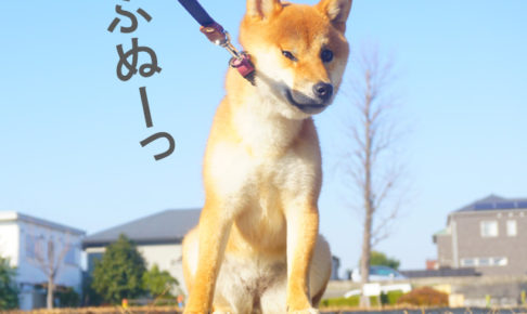 柴犬コマリ　イヤイヤさん