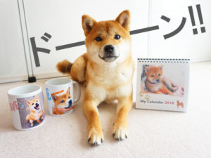 柴犬コマリ　プレゼント