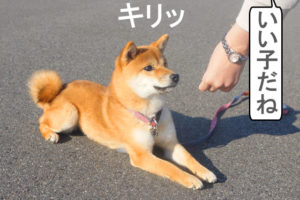 柴犬コマリ　マテ