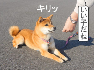 柴犬コマリ　マテ