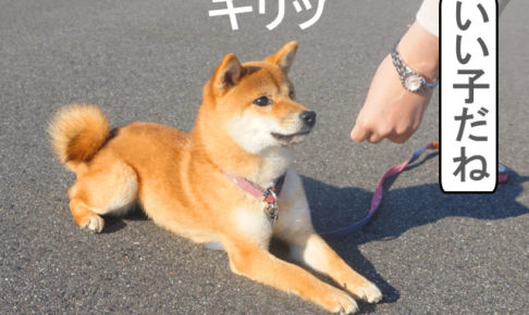 柴犬コマリ　マテ