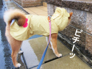 柴犬コマリ　カッパ