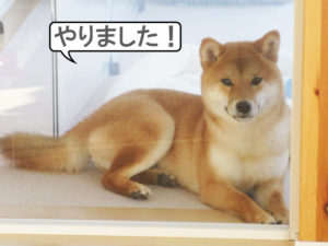 柴犬コマリ　ドヤ顔