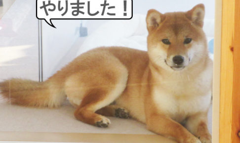 柴犬コマリ　ドヤ顔