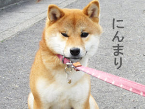 柴犬コマリ　イヤイヤさん