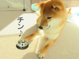 柴犬コマリ　ベル