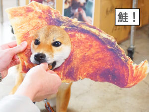 柴犬コマリ　わんにゃんドーム　みちのくファーム