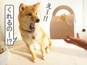 柴犬コマリ　バレンタイン