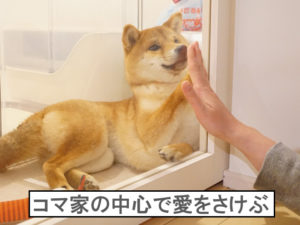 柴犬コマリ　世界の中心で愛をさけぶ