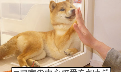 柴犬コマリ　世界の中心で愛をさけぶ