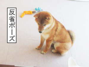 柴犬コマリ　反省