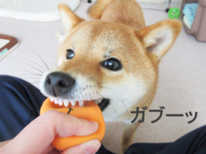 柴犬コマリ　スマイルエッグ