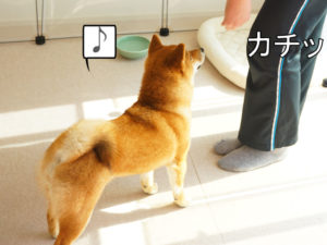 柴犬コマリ　クリッカー