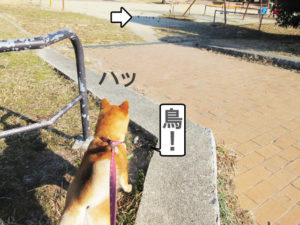 柴犬コマリ　ハンター