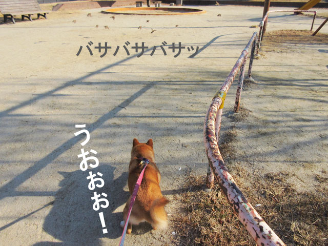 柴犬コマリ　ハンター