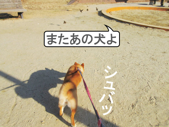 柴犬コマリ　ハンター